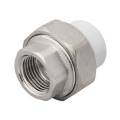 Холендър женски